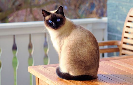 被猫抓没出血 肉眼看不见不代表皮肤没破损!(图1)