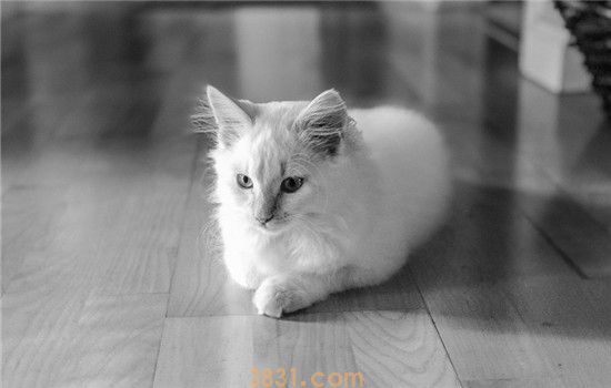 猫咪夭折是为什么 导致猫崽夭折的原因有哪些(图1)
