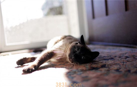 猫咪夭折是为什么 导致猫崽夭折的原因有哪些(图2)