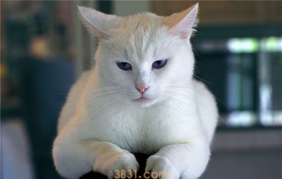 激光笔逗猫要注意什么 激光笔会对猫的眼睛造成伤害(图1)