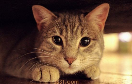 猫咪为什么会掉牙齿 导致猫咪掉牙齿的原因是什么(图1)
