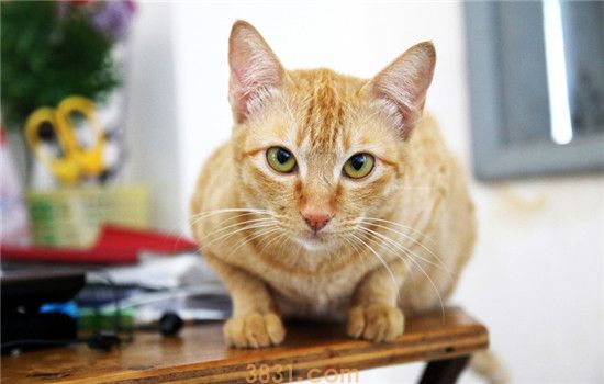 激光笔逗猫要注意什么 激光笔会对猫的眼睛造成伤害(图2)