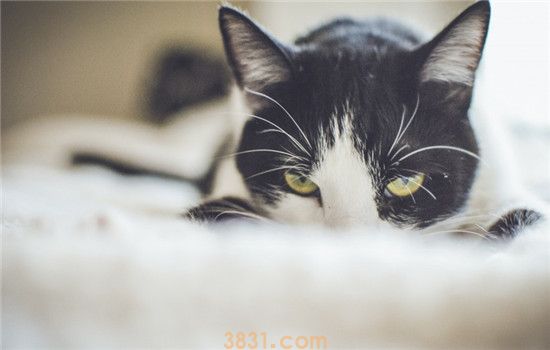 猫拉肚子怎么办 猫咪拉肚子的原因有哪些(图1)