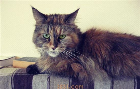 猫吃了鸡骨头怎么办 到底可不可以喂猫吃鸡骨头(图1)