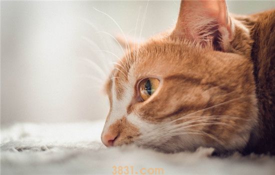 猫咪厌食怎么办 如何增加猫咪的食欲(图1)