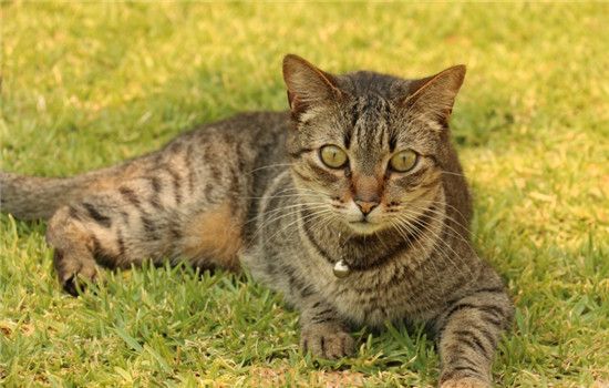 猫吃了驱虫药多久排虫 猫咪没排虫是驱虫药没用吗(图1)