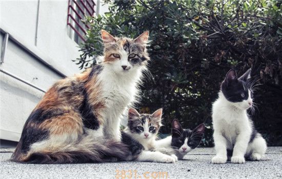 猫吃了驱虫药多久排虫 猫咪没排虫是驱虫药没用吗(图2)