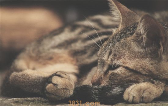猫咪为什么会厌食 使猫咪厌食的因素有哪些(图1)