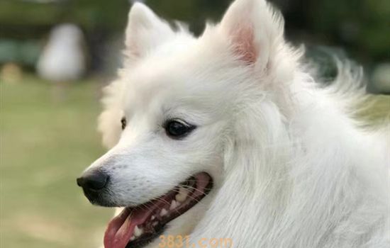 银狐犬能活多少年 日本银狐能活多久(图1)