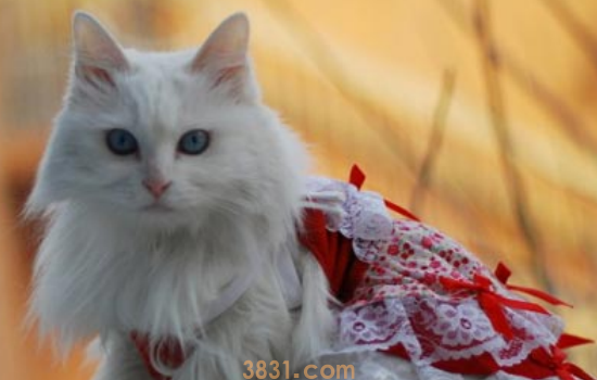 猫咪肉芽肿如何根治 猫咪肉芽肿可得尽快治疗啊!(图1)
