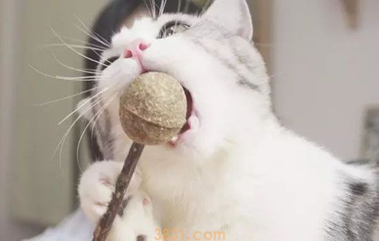 小猫吃小米粥坏处 长期喂小米粥是嫌小猫营养太好?(图1)