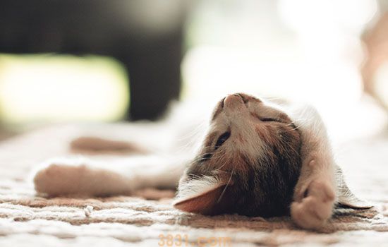 小猫低血糖存活率大吗 低血糖随时都可能危及生命!(图2)