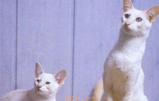猫拉肚子能喝羊奶吗 随便给你家猫喝羊奶胆子是真大啊!(图1)