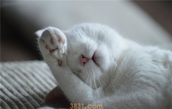 化毛膏要天天吃吗 给猫咪喂食化毛膏要注意什么(图1)