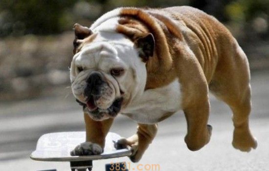 英国斗牛犬好养吗 英国斗牛犬好养活吗?(图1)