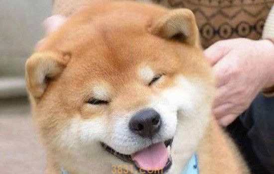 柴犬上厕所的规律 柴犬拉屎频率(图1)