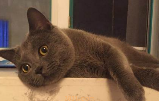 蓝猫产后护理 产后的优质护理可以帮助猫咪尽快恢复状态!(图1)