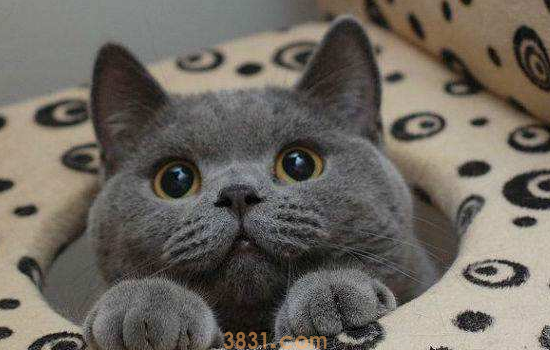 蓝猫产后补充营养 蓝猫产后及时营养补充很重要的!(图1)