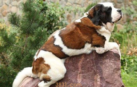 圣伯纳犬能活多久 圣伯纳犬寿命多少年(图1)