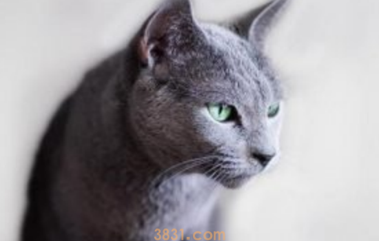蓝猫掉毛怎么办 蓝猫一旦掉毛就需要多加注意护理啊!(图1)