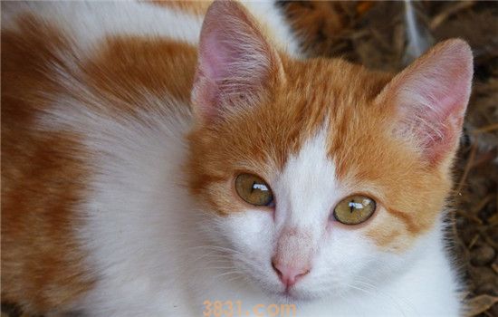 猫吃东西发出声音 猫咪是在吧唧嘴吗(图2)
