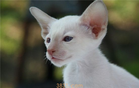 猫吃东西发出声音 猫咪是在吧唧嘴吗(图1)
