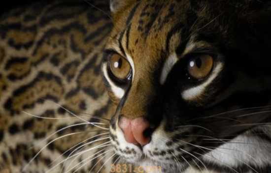 猫口炎吃什么药 猫口炎想要治疗光是吃药是不够的!(图1)