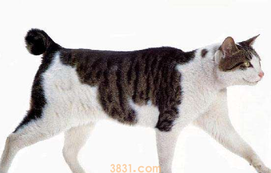 猫口炎怎么引起的 猫口炎引起的原因绝不止一种!(图2)
