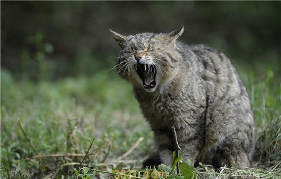 猫体内有炎症怎么办 要如何预防猫咪有炎症等疾病(图1)