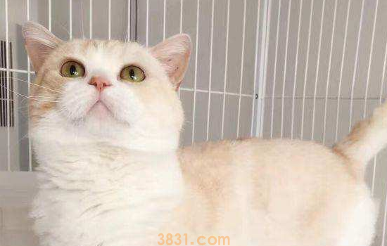 猫口炎怎么办 猫的口炎就像你的溃疡一样的!(图1)