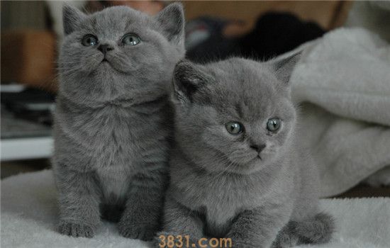 猫会生空胎盘 为什么只有胎盘没有小猫(图1)