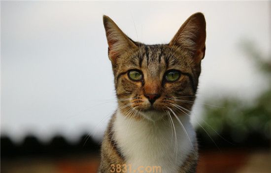 猫会生空胎盘 为什么只有胎盘没有小猫(图2)