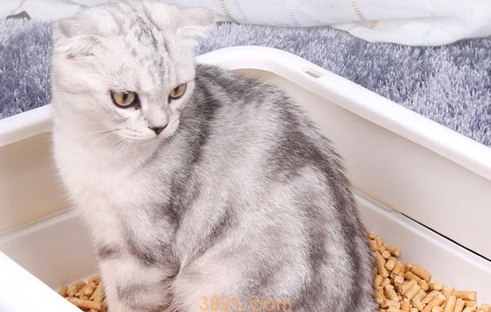 猫咪怎么上厕所 良好的习惯要从小培养(图1)