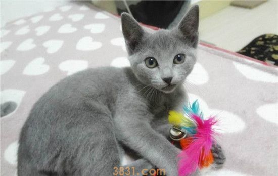 俄罗斯蓝猫如何饲养 饲养俄罗斯蓝猫其实并不难(图2)
