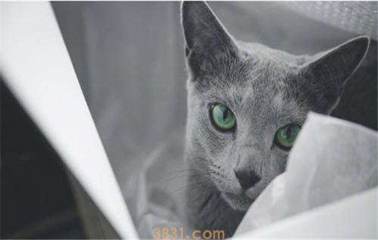 俄罗斯蓝猫如何饲养 饲养俄罗斯蓝猫其实并不难(图1)
