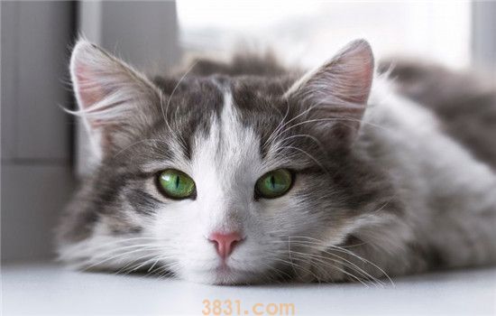 怎么给猫量体温 帮锚咪测量体温的方法你学会了吗(图1)