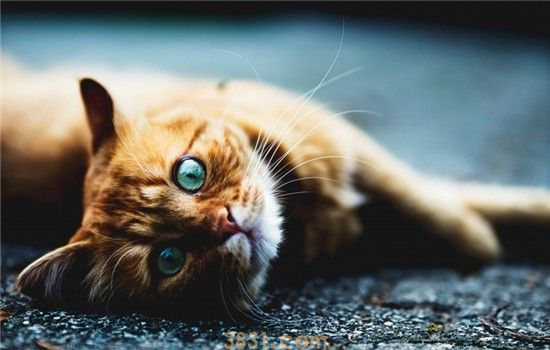 怎么给猫量体温 帮锚咪测量体温的方法你学会了吗(图2)