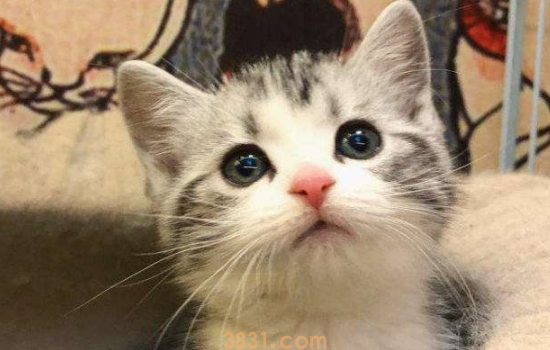 猫消炎可以吃人的头孢吗 猫什么病都不要随便用人的药!(图1)