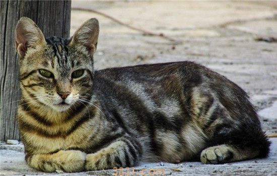 猫咪喜欢抓沙发怎么办 四个方法改正猫恶习(图1)