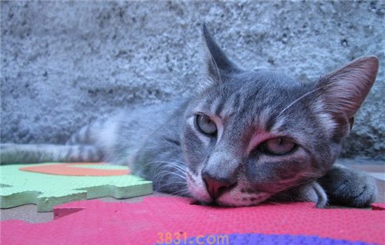 幼猫感冒了怎么办 如何防止小猫感冒(图1)
