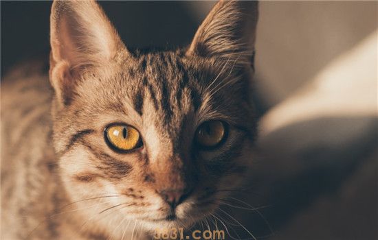 猫尿血是怎么回事 猫咪尿血该怎么办(图1)