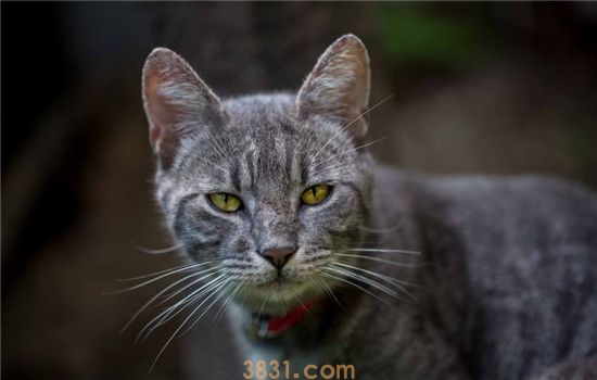 猫尿血是怎么回事 猫咪尿血该怎么办(图2)