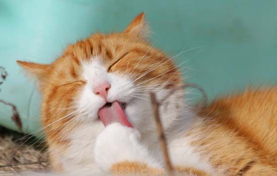 母猫断奶后涨奶怎么办 千万别挤!会出事!(图1)