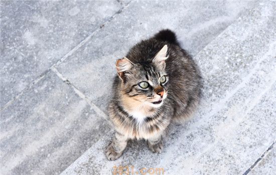 猫咪急救措施 猫咪受伤时千万别手足无措(图2)