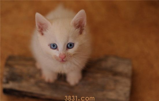 猫咪受伤了怎么办 猫咪出现意外要如何处理(图2)