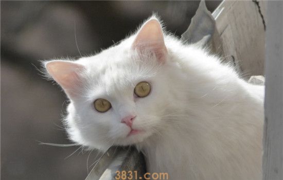猫咪受伤了怎么办 猫咪出现意外要如何处理(图1)