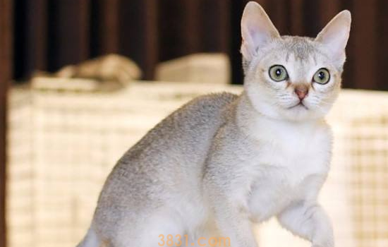 猫传腹会传染给人类吗 一定需要注意猫传腹会传染你!(图1)
