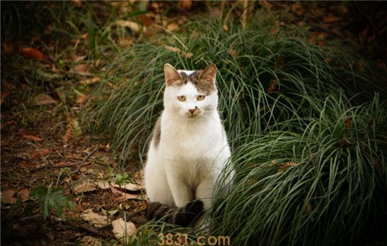 猫咪早产怎么办 猫为什么会早产(图1)