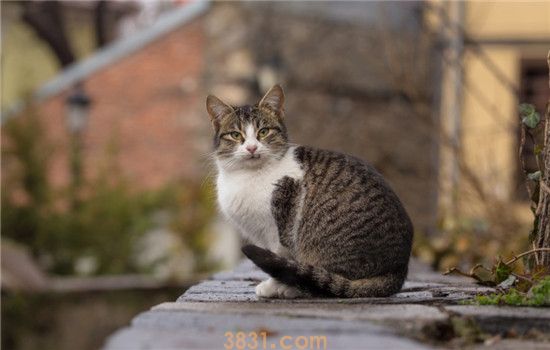 猫咪早产怎么办 猫为什么会早产(图2)