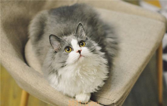 猫做错事怎么办 猫咪做错事千万不能打骂(图1)